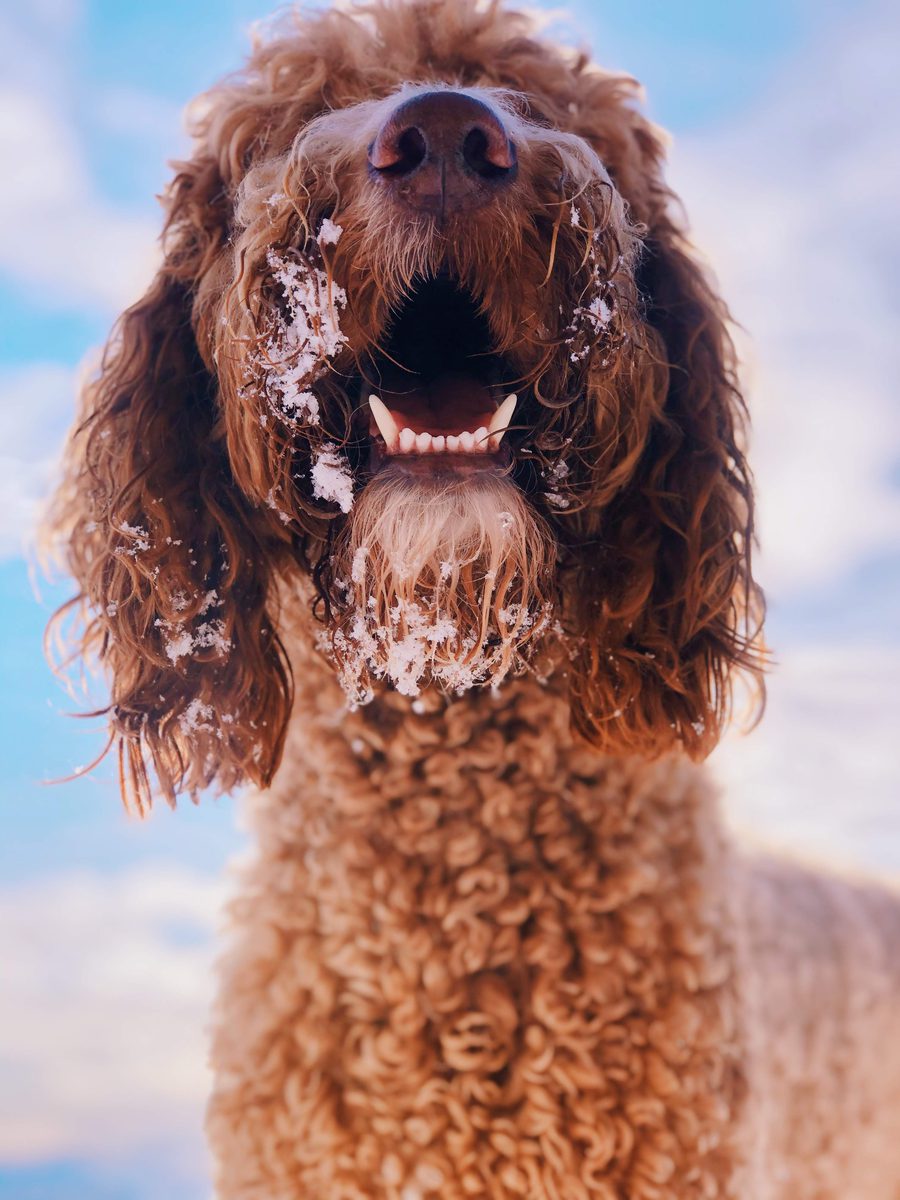 Animal photograph 004