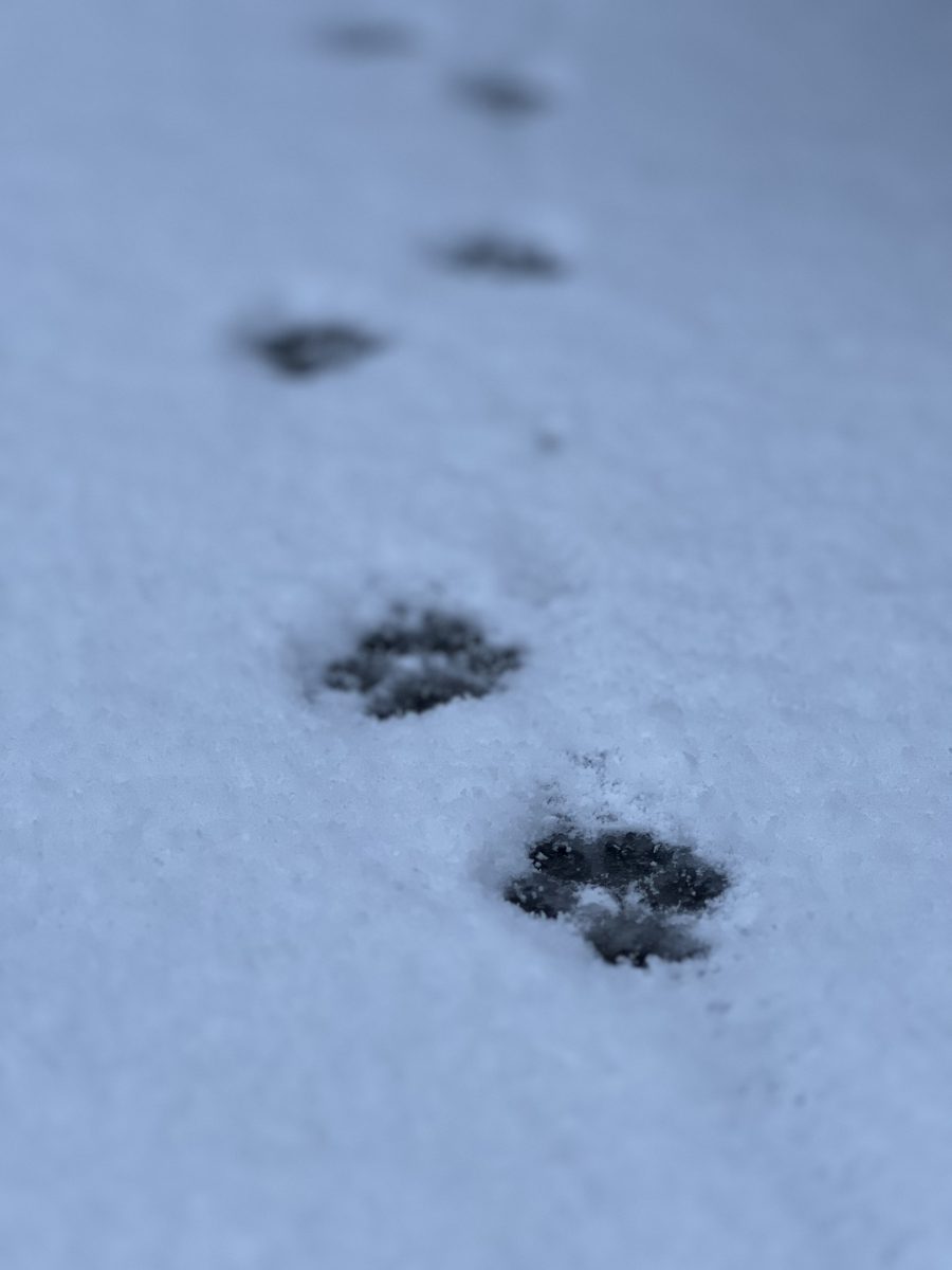Animal photograph 094