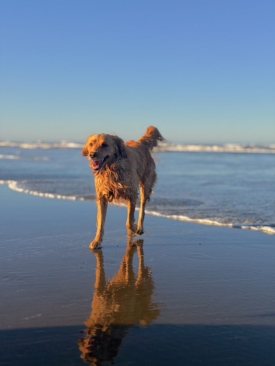 Animal photograph 178