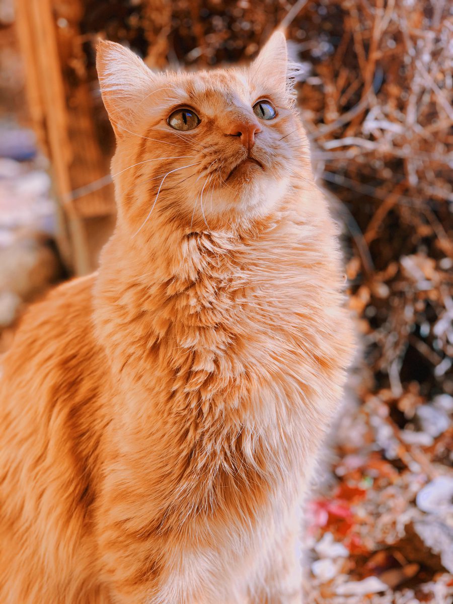 Animal photograph 197